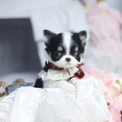 Bella – Teacup Chihuahua Puppy