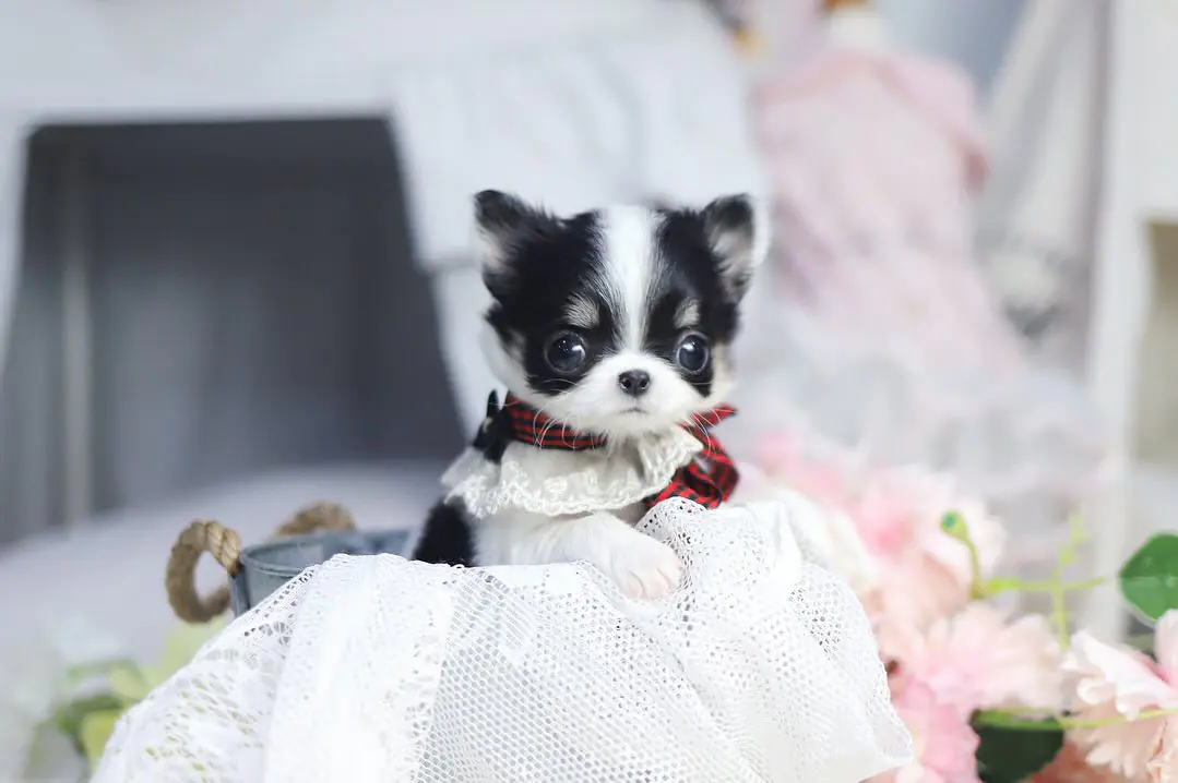 Bella – Teacup Chihuahua Puppy