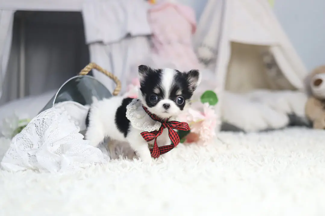 Bella – Teacup Chihuahua Puppy - Image 2