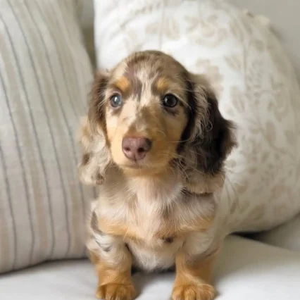 Chenel – Teacup Dachshund Puppy