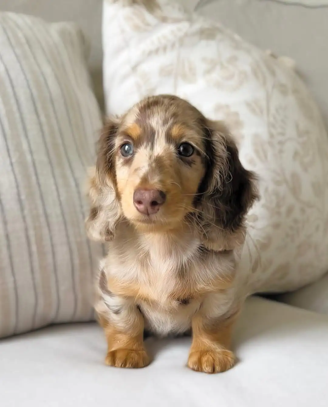 Chenel – Teacup Dachshund Puppy