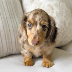 Chenel – Teacup Dachshund Puppy - Image 3