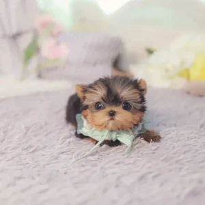 Diana – Teacup Yorkie Puppy - Image 3