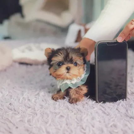 Diana – Teacup Yorkie Puppy