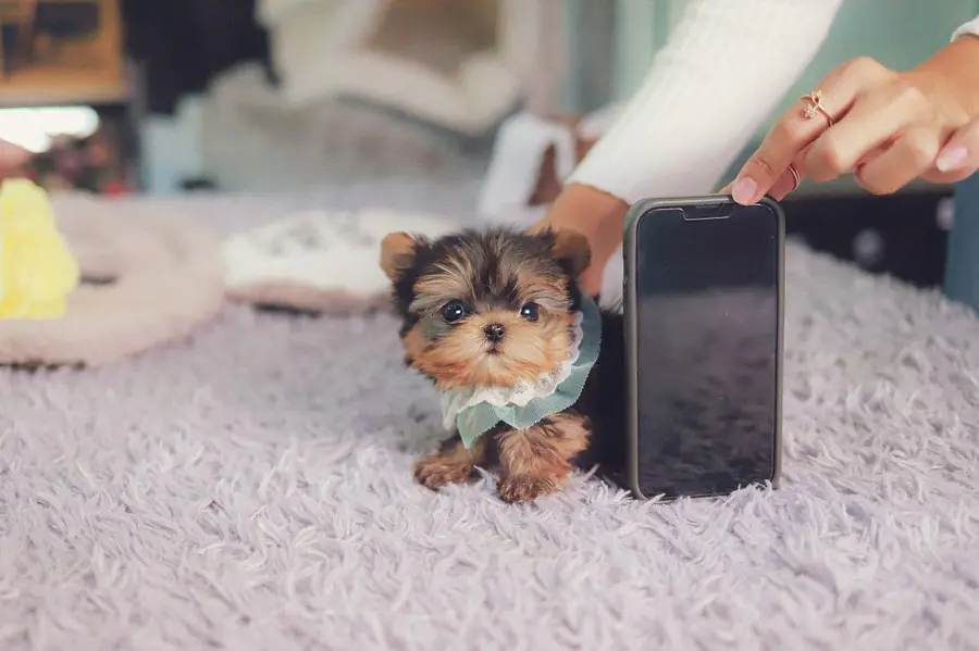 Diana teacup yorkie puppy for sale in Maryland