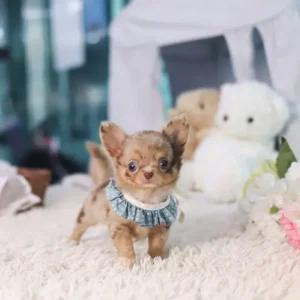 Felix – Teacup Chihuahua Puppy