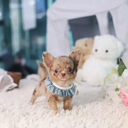 Felix – Teacup Chihuahua Puppy