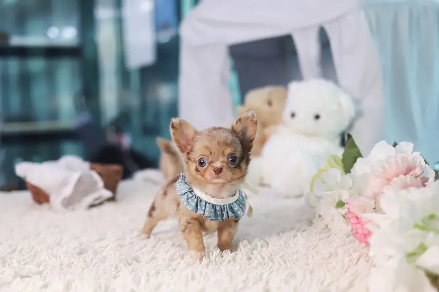 Felix – Teacup Chihuahua Puppy