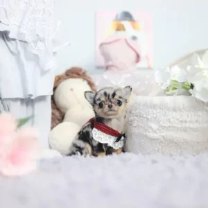Kathy – Teacup Chihuahua Puppy - Image 3