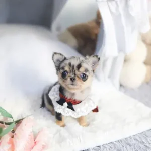Kathy – Teacup Chihuahua Puppy