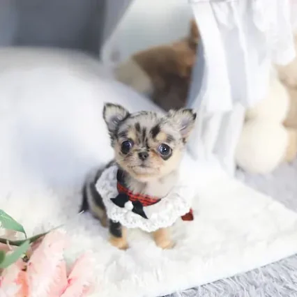 Kathy – Teacup Chihuahua Puppy