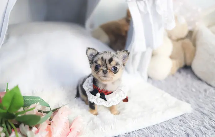 Kathy – Teacup Chihuahua Puppy