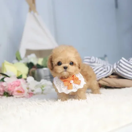 Kelly – Toy Poodle Puppy