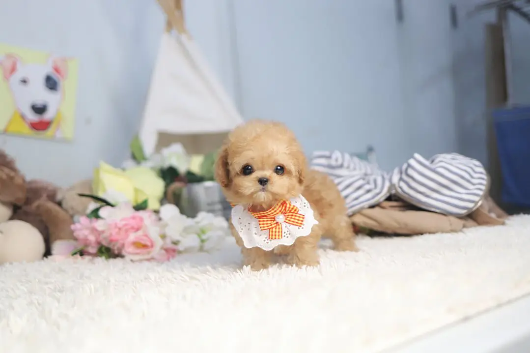 Kelly toy poodle puppy for sale in Maryland