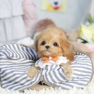 Kelly – Toy Poodle Puppy - Image 3