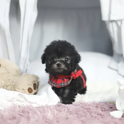 Lena – Toy Poodle Puppy