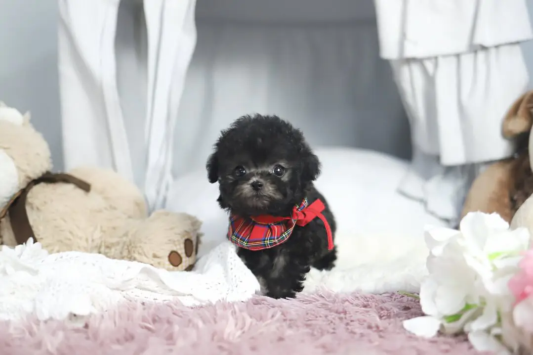 Lena toy poodle puppy for sale in Maryland