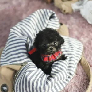 Lena – Toy Poodle Puppy - Image 3