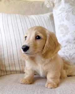 Leon teacup dachshund puppy for sale in Maryland