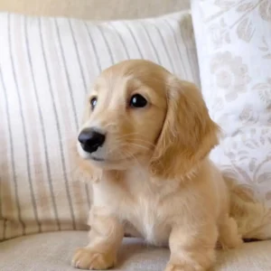 Leon – Teacup Dachshund Puppy - Image 4