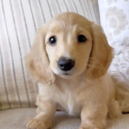 Leon – Teacup Dachshund Puppy