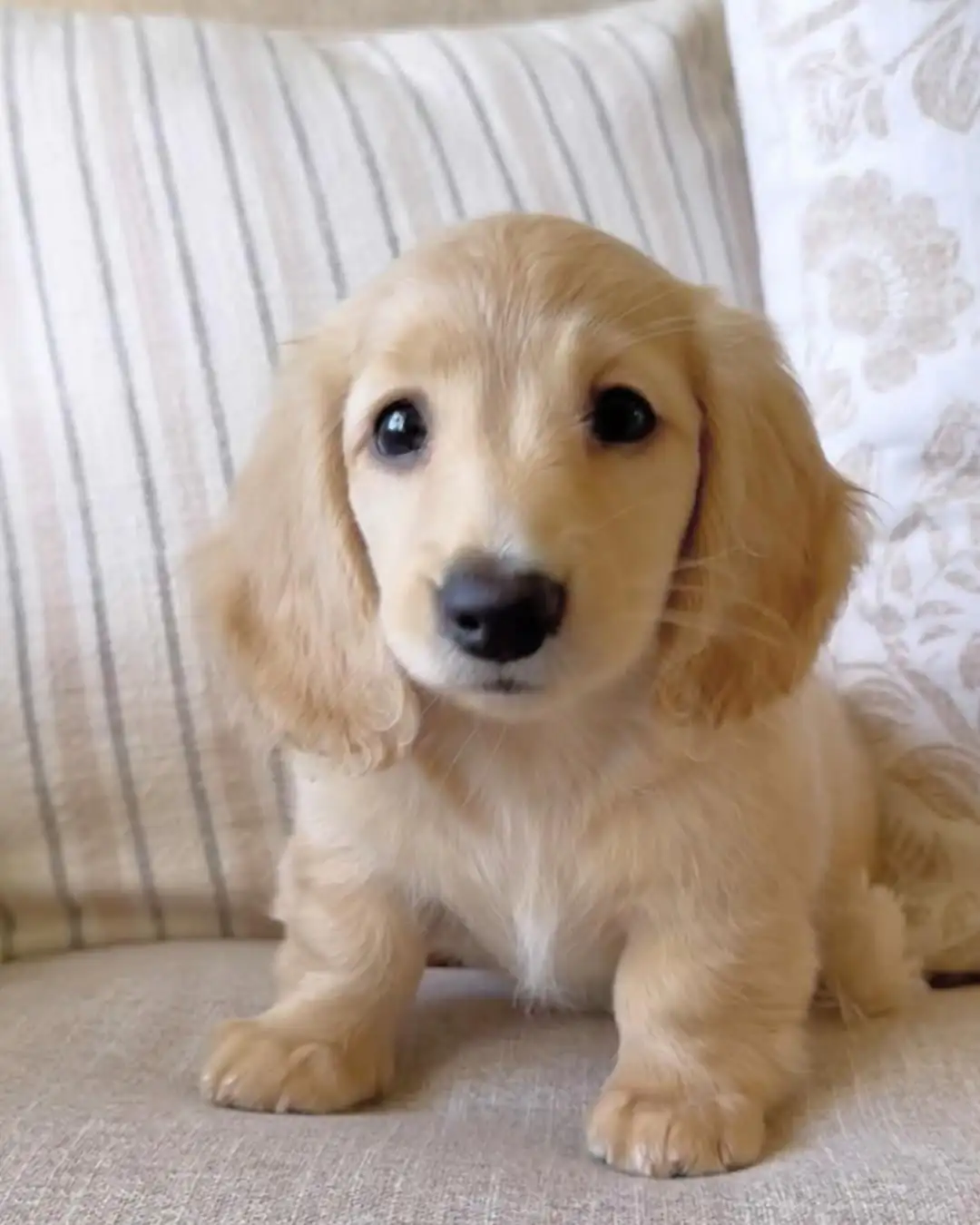 Leon – Teacup Dachshund Puppy
