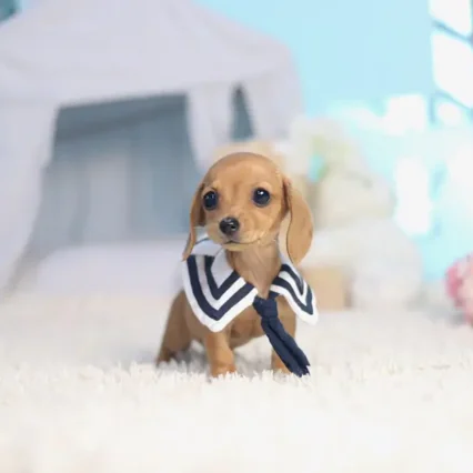 Matilda – Teacup Dachshund Puppy