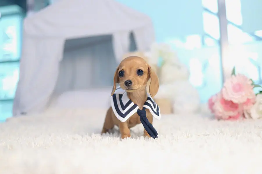 Matilda – Teacup Dachshund Puppy