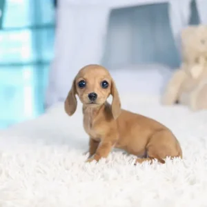 Matilda – Teacup Dachshund Puppy - Image 3