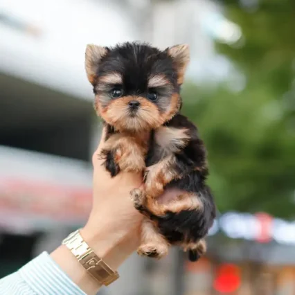 Mike – Teacup Yorkie Puppy