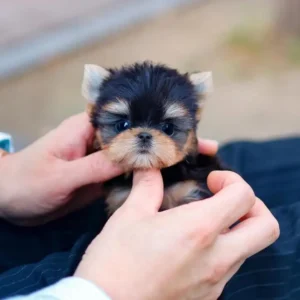 Mike – Teacup Yorkie Puppy - Image 3