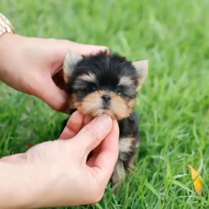 Mike – Teacup Yorkie Puppy - Image 4