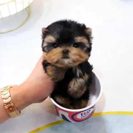 Nora – Teacup Yorkie Puppy