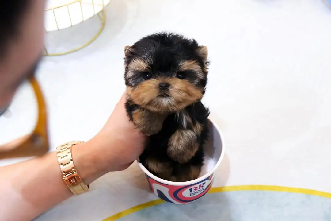 Nora teacup yorkie puppy for sale in Maryland