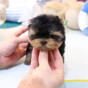 Nora – Teacup Yorkie Puppy - Image 4