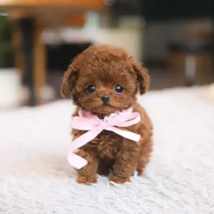 Raymond – Toy Poodle Puppy
