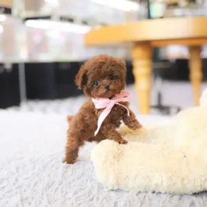 Raymond – Toy Poodle Puppy - Image 3