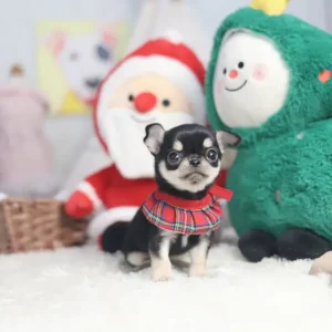 Rose – Teacup Chihuahua Puppy
