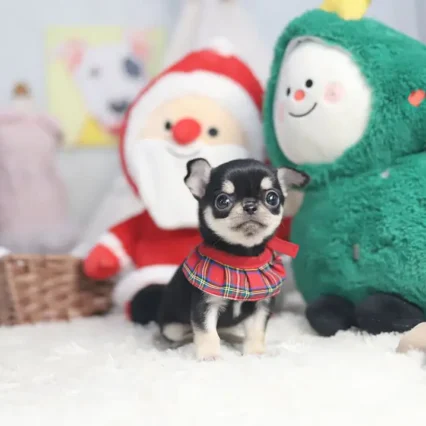 Rose – Teacup Chihuahua Puppy