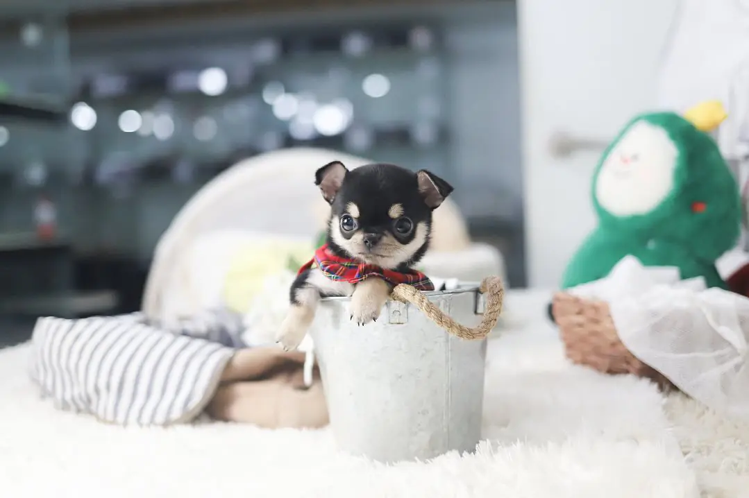 Rose – Teacup Chihuahua Puppy - Image 2