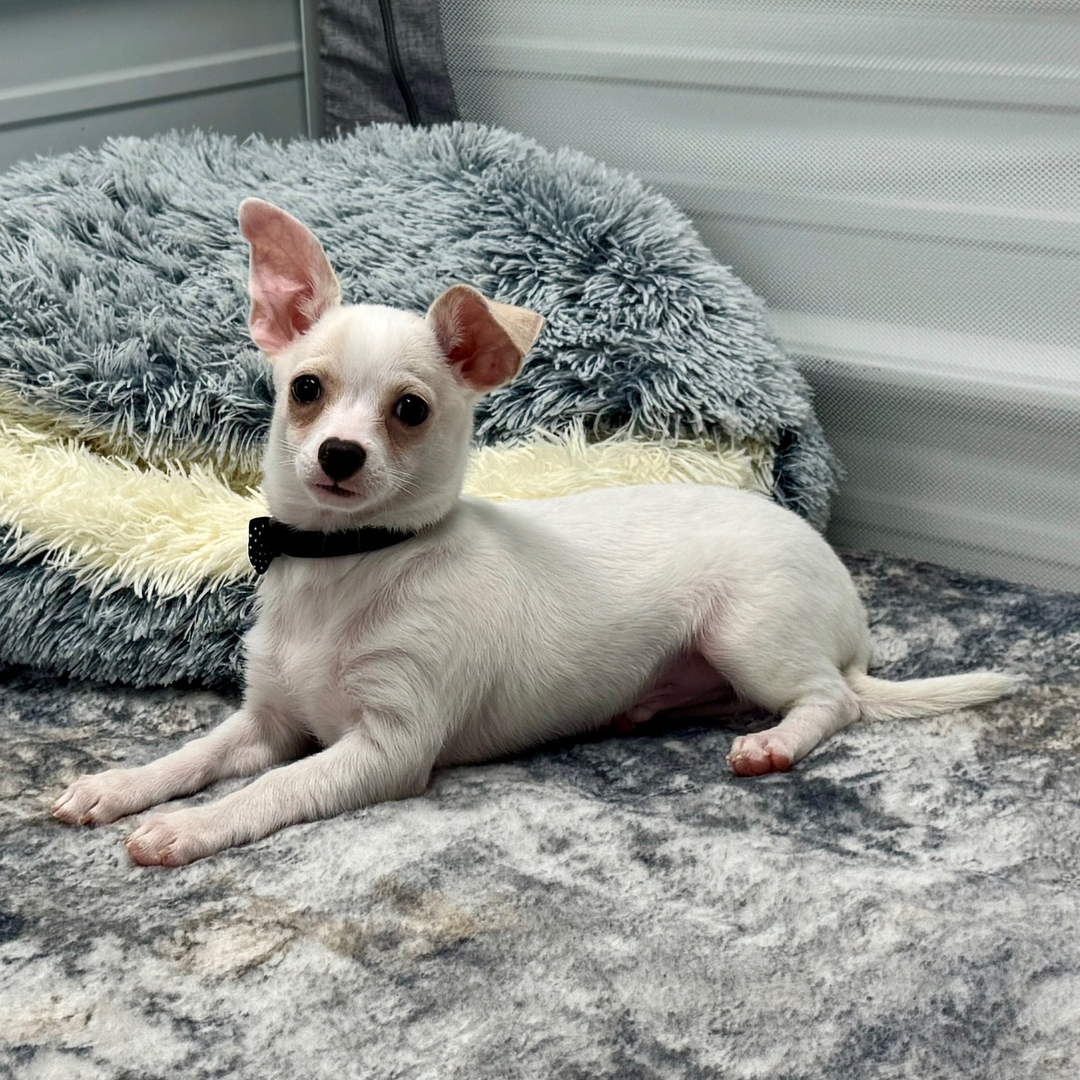 Chihuahua puppy