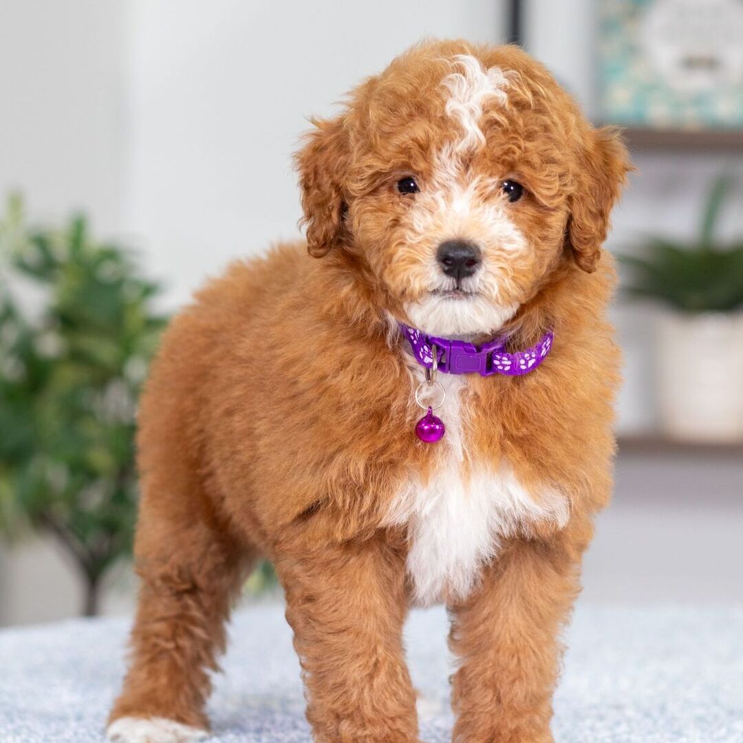 Toy Poodle puppy