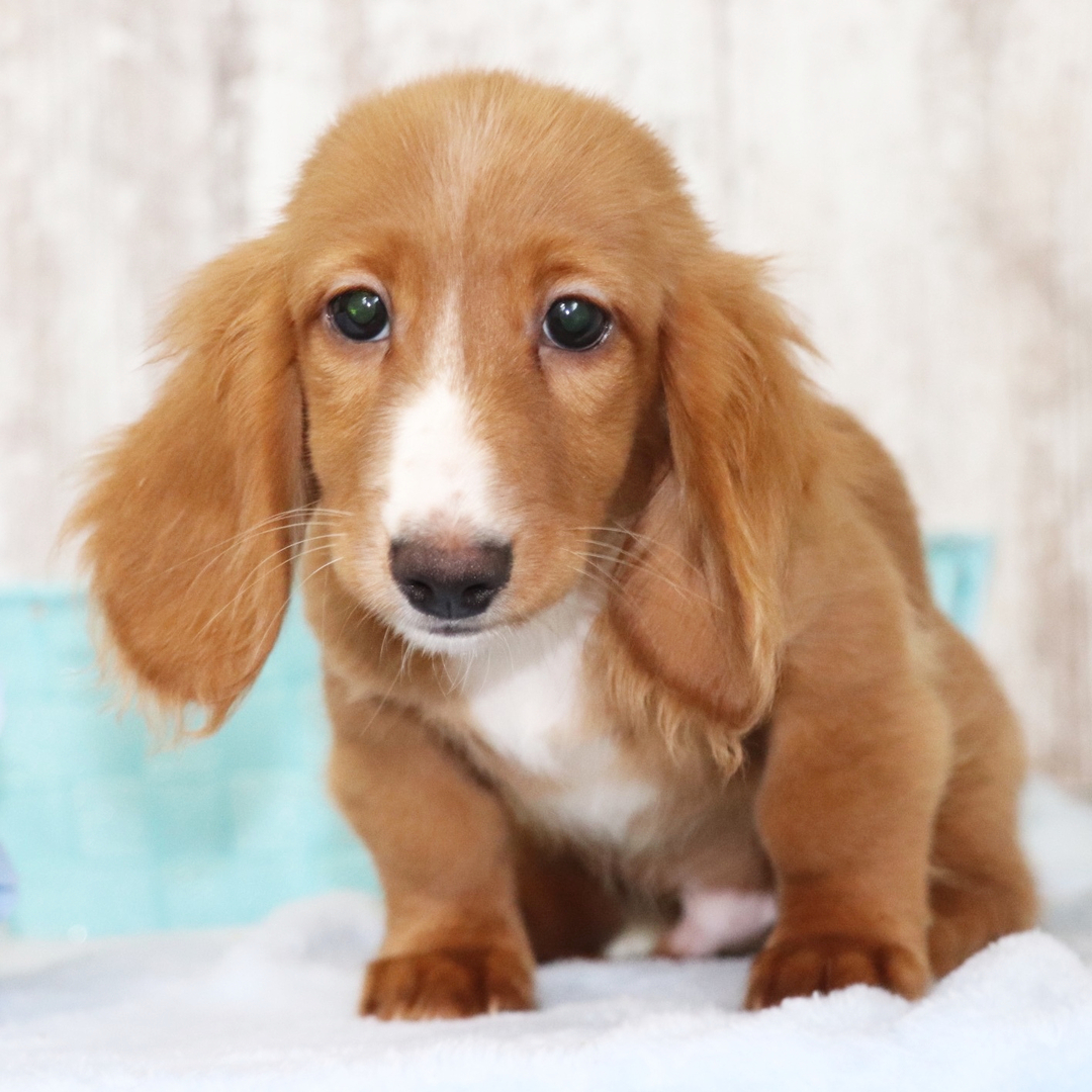 Dachshund puppy