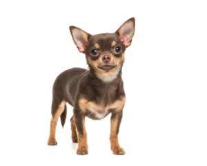 Chihuahua puppy for sale in Silver Spring MD