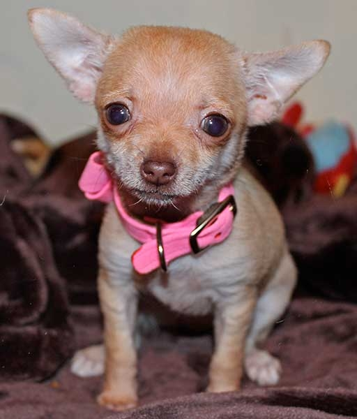 Happy family with their new Chihuahua puppy in Silver Spring