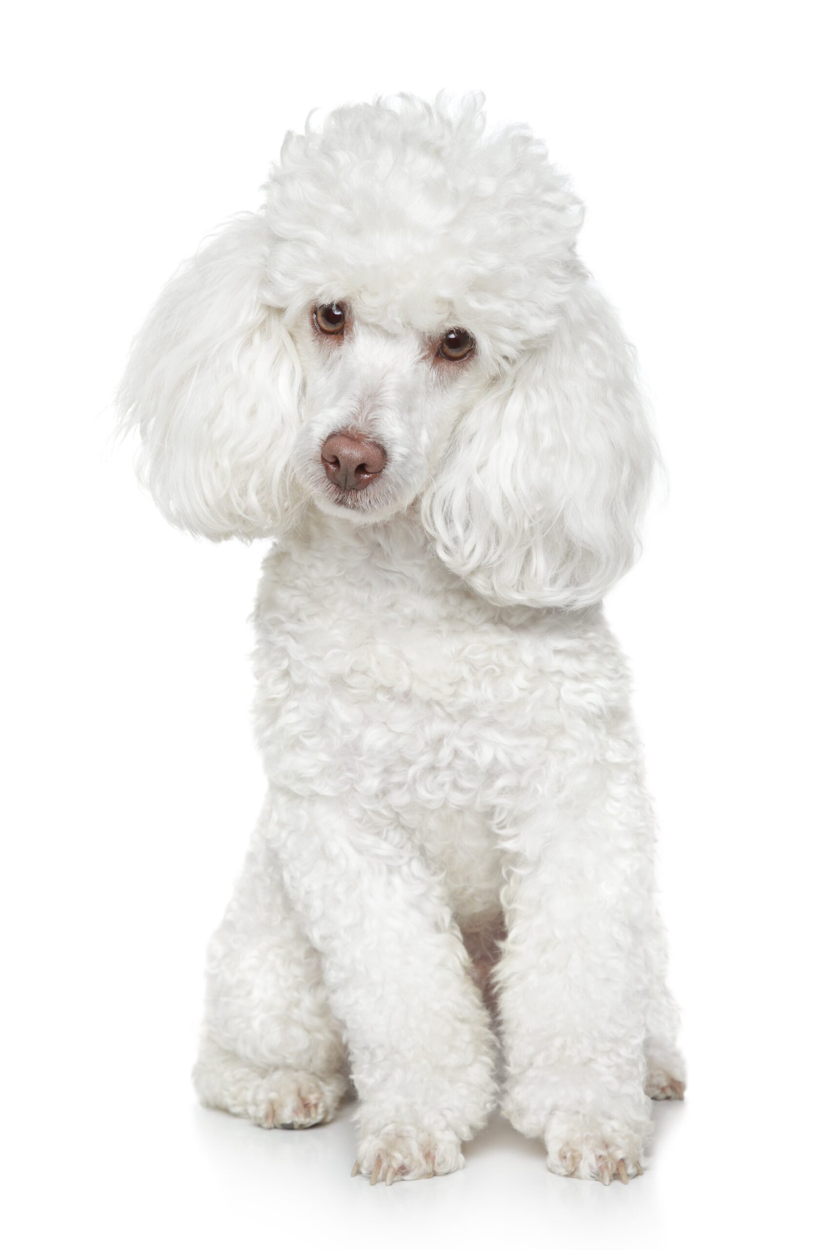 Black Toy Poodle Teddy
