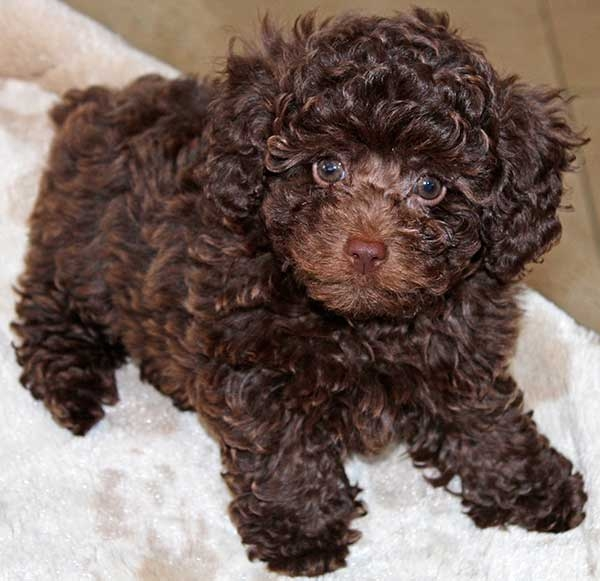Happy Poodle family in Baltimore