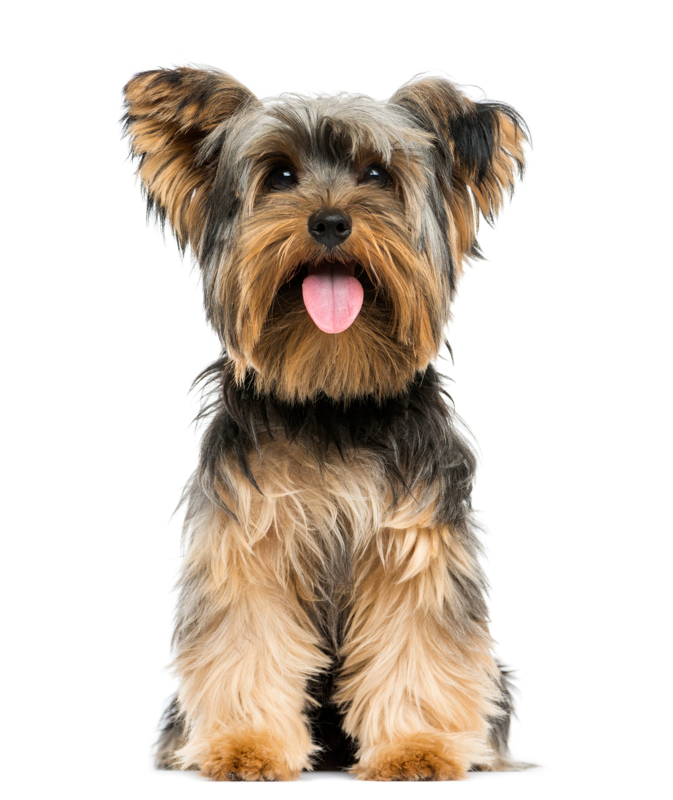 Teacup Yorkie puppy for sale in Silver Spring MD