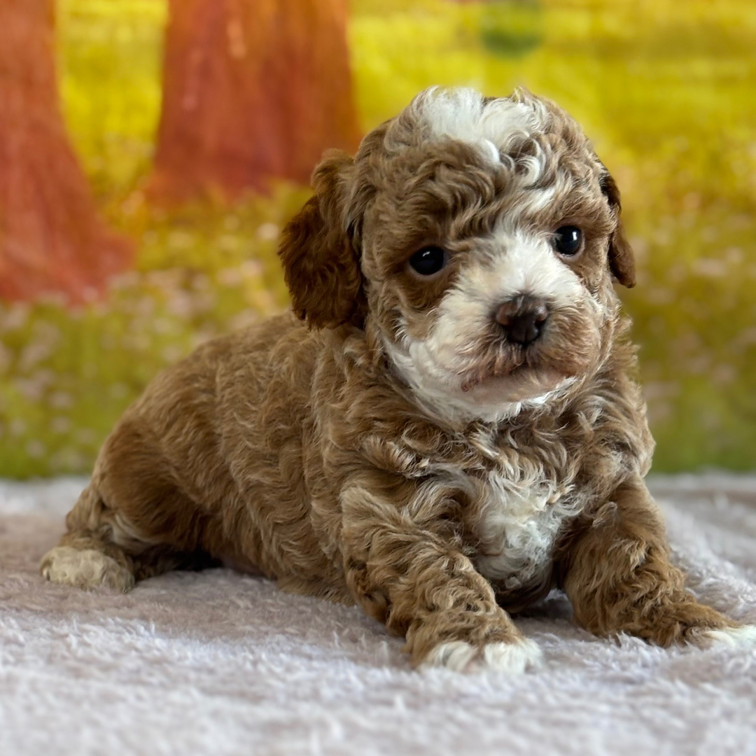 White Toy Poodle Coco