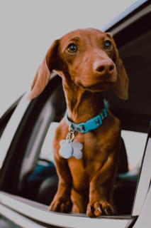 Dachshund puppy Oscar in Frederick MD